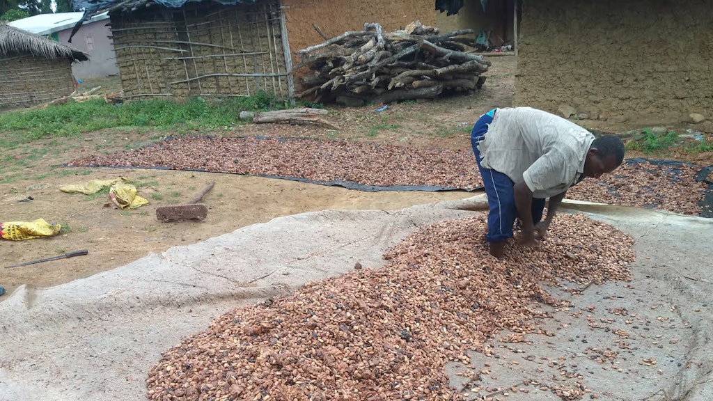 Ein Kakaoproduzent breitet Kakaobohnen zum Trocknen auf einer Plastikplane aus.