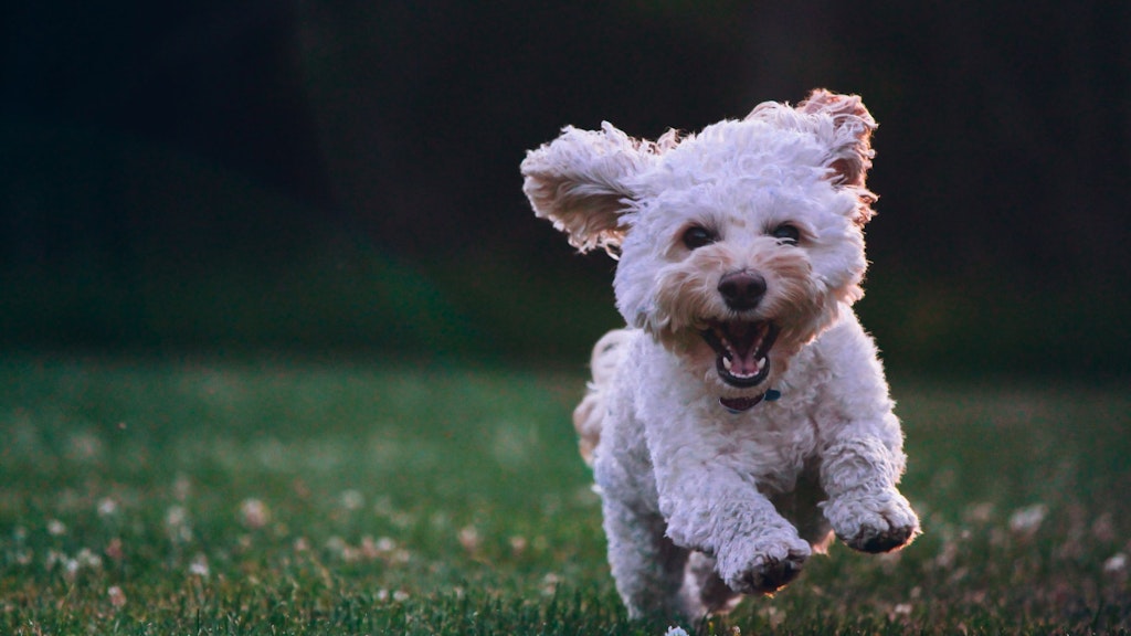 A small white dog running in a meadow. 