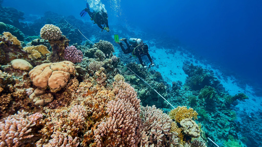 Eine Taucherin des Transnational Red Sea Center bei der Korallenvermessung im Roten Meer.