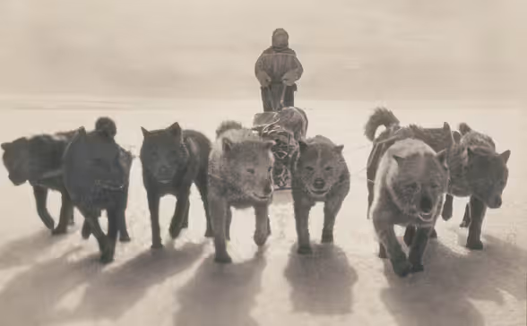 Schlittenhunde mit Belgrave Ninnis auf dem Schlitten im Hintergrund.