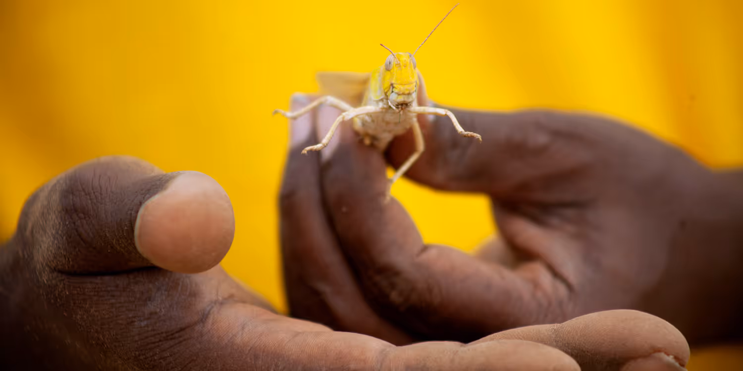 Nahaufnahme einer Wüstenheuschrecke.