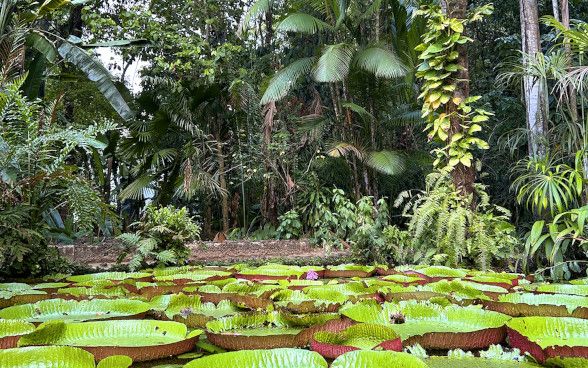 Im Goeldi-Zoo-Botanikpark: ein Teich mit Seerosen und Bäumen im Hintergrund.