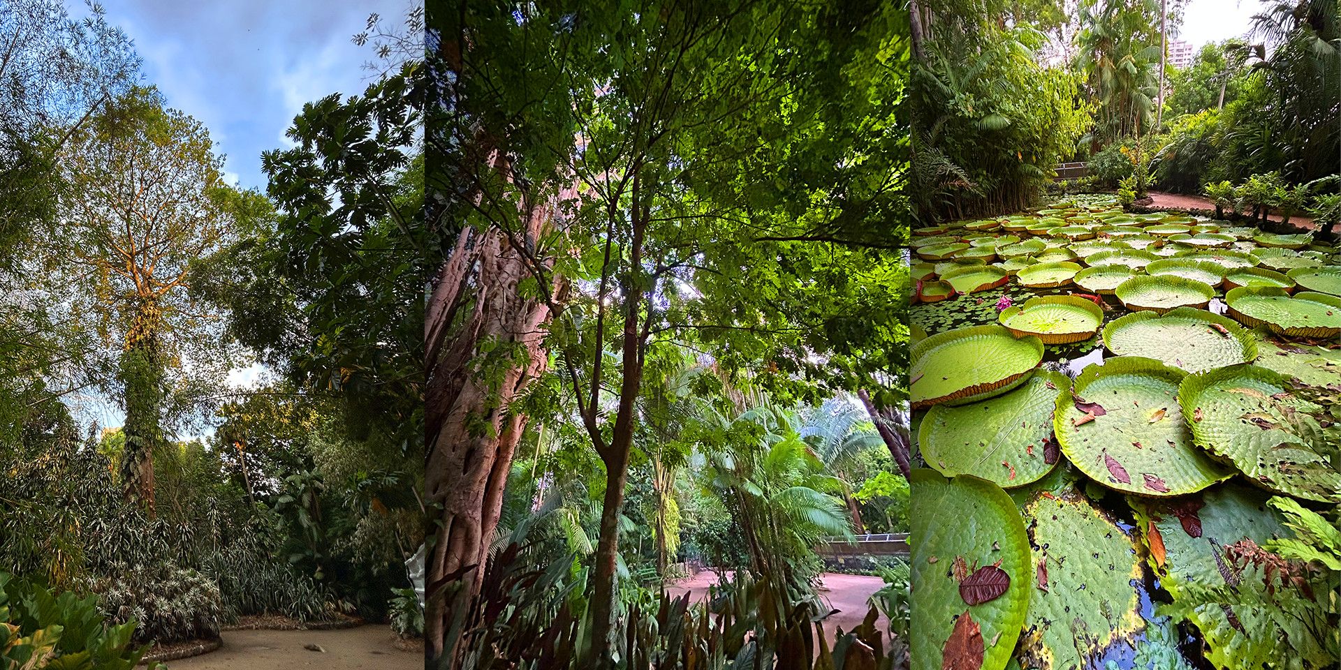 Eine Montage aus drei Fotos, die im Park des Goeldi-Hauses in Belém aufgenommen wurden.