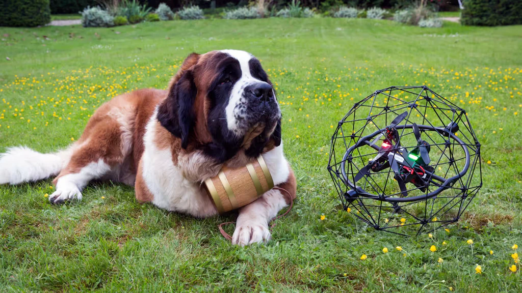 Ein Bernhardinerhund liegt auf einer Wiese liegt, daneben eine moderne Drohne.