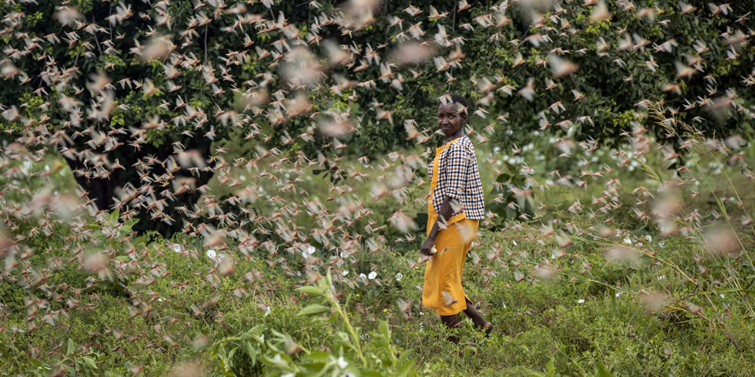 Eine Bäuerin im Dorf Katitika, Kenia, geht durch einen Heuschreckenschwarm, der ihre Ernte frisst.