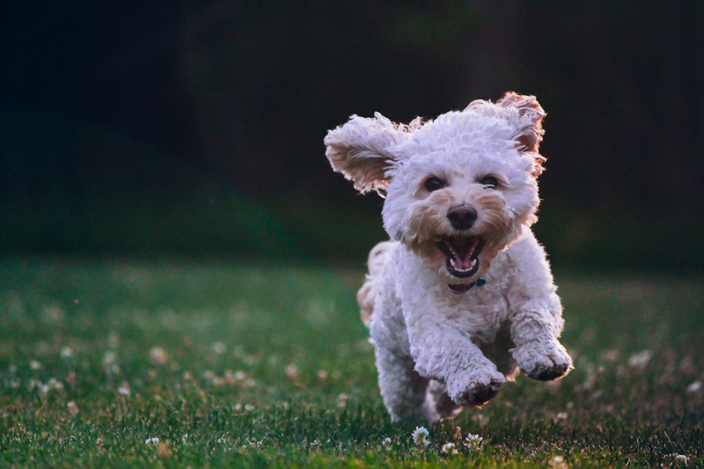 A small white dog running in a meadow.