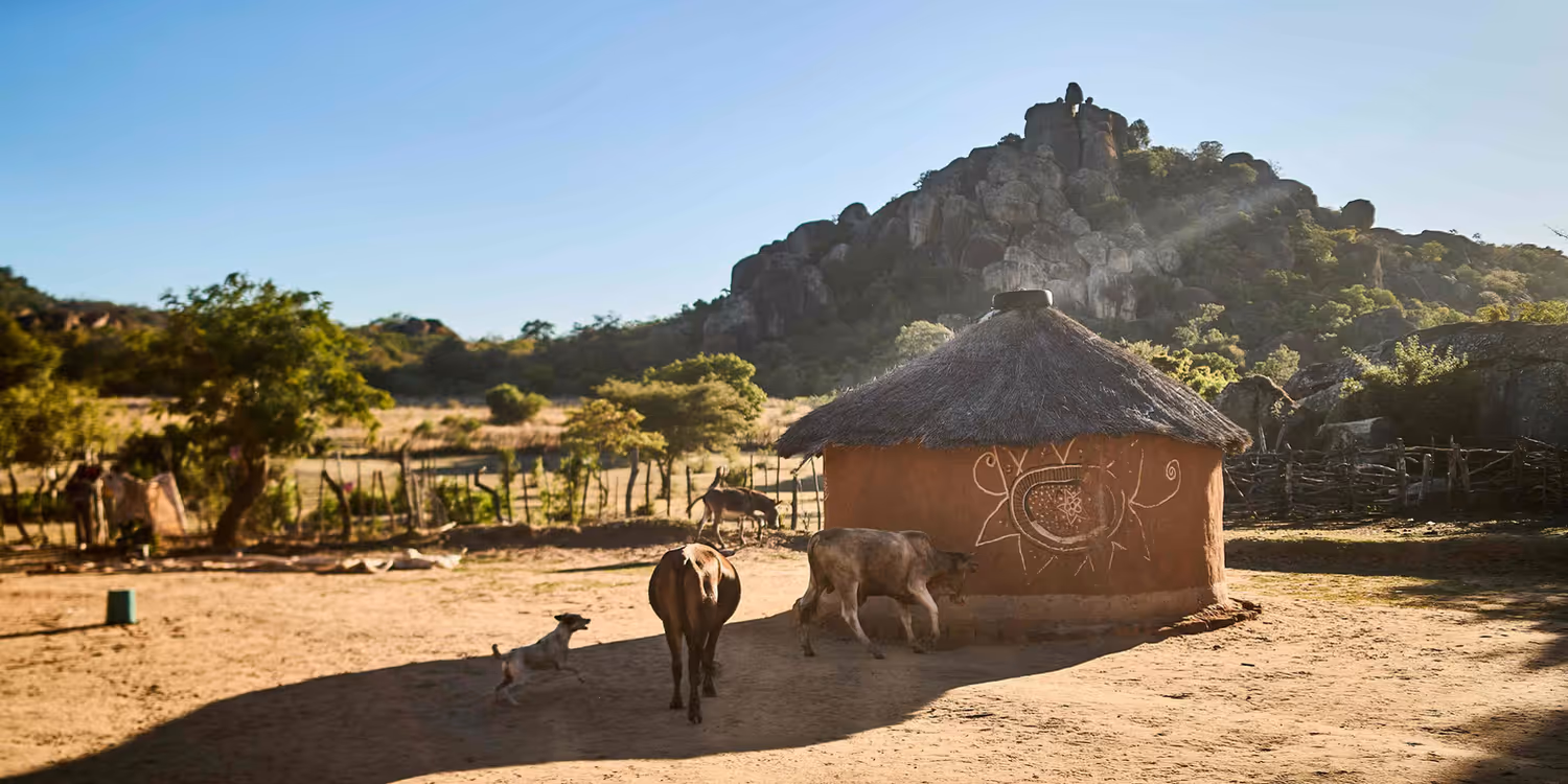 Une petite ferme entourée de quelques vaches dans une clairière du Zimbabwe.