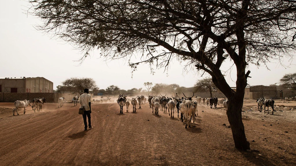 Un éleveur de bétail marche avec un troupeau de vaches sur une route poussiéreuse au Burkina Faso.
