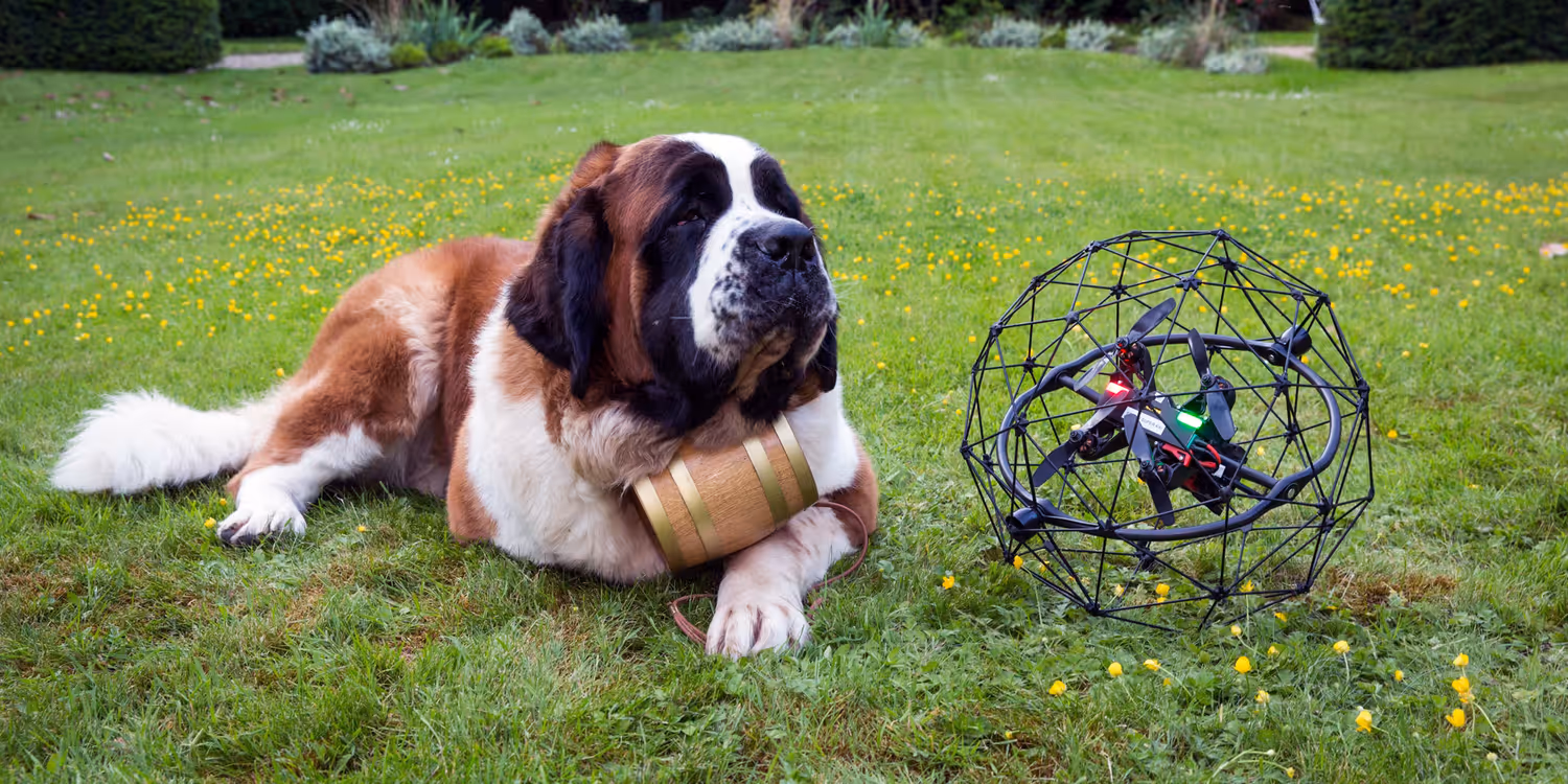 Un chien Saint-Bernard est couché sur une pelouse à côté d’un drone.
