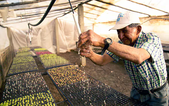 Arrosage de plantons dans une serre