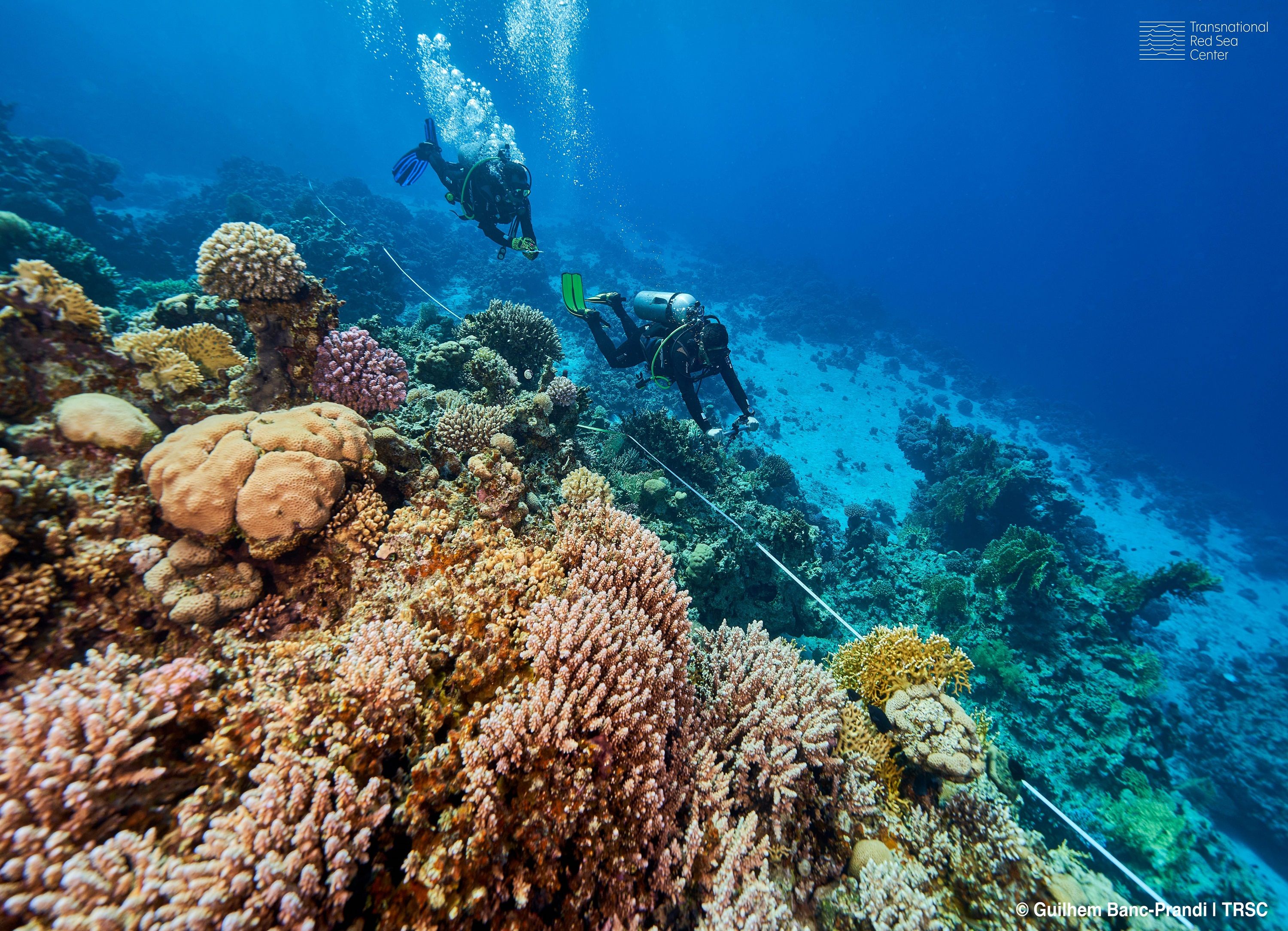 Subacquei del Transnational Red Sea Center misurano i coralli nel Mar Rosso.