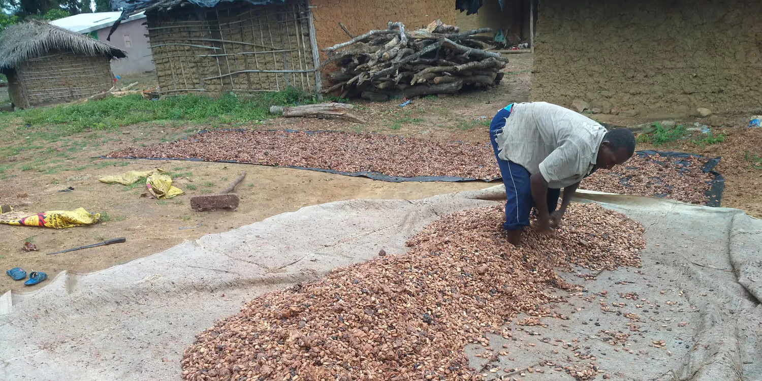 Un produttore di cacao sparge semi di cacao su un telo di plastica per l’essiccazione. 
