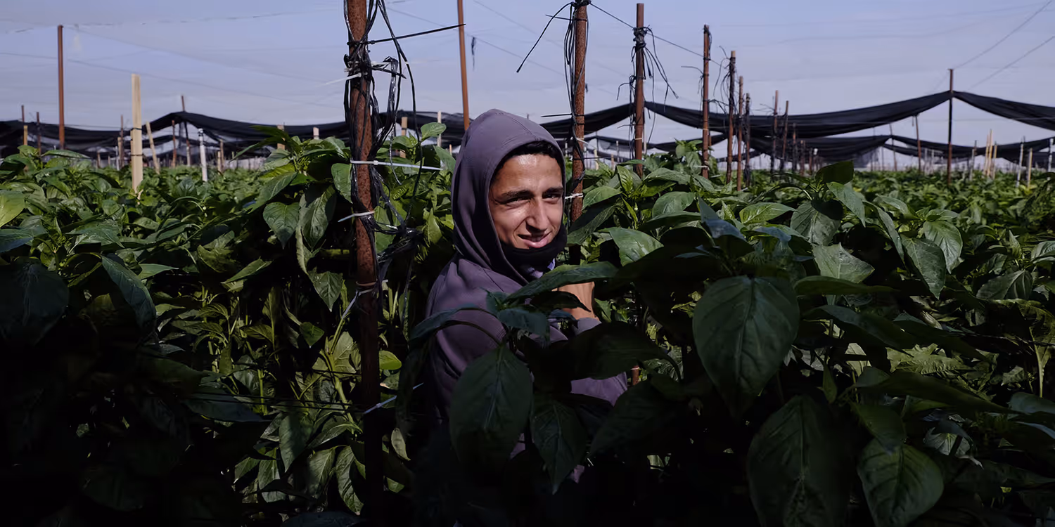 Un’operaia è in piedi nel mezzo di una serra israeliana che produce peperoni per l’esportazione.